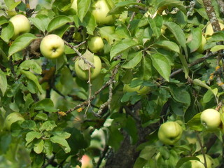 Apples on the apple tree in the garden