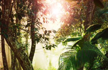 Naklejka premium Dżungla w Kostaryce