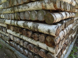 Wall made of birch logs, similar to woodpile