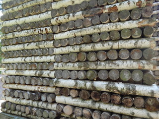 Wall made of birch logs, similar to woodpile