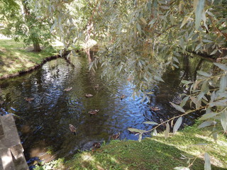 Overgrown pond and bridge in the old park