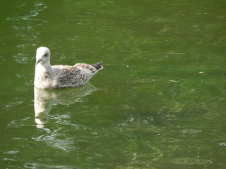 A gull floating in the water