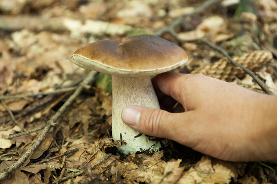 August porcini mushroom background, forest autumn food. Wild penny bun, cep, porcino.