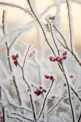 Frozen rosehip trees. Frost covered red berries in winter. Natural winter background
