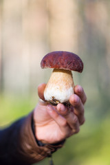 Freshly picked mushroom in the hand on the background of forest. Bolete mushroom