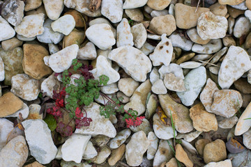 Sea pebbles with green plant. Small stones gravel texture background