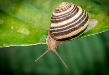 Garden snail, crawling on green lily leaf surface, it looking down from the leaf edge.