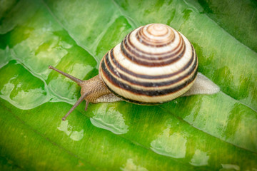 Macro shot. Garden snail, crawling on wet green lily leaf surface.