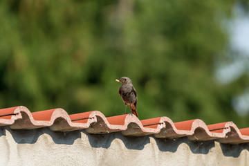 Rotschwänzchen sitzt auf einer Mauer mit einer Made und einer Fliege im Schnabel