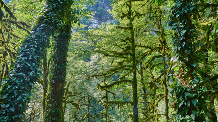 Moss in forest. Sunlight in the branches of trees