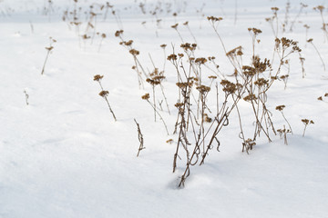 Obraz premium Dry brown grass in white snow. Dry plants appear through loose snow.