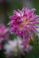 dahlia rose violet et jaune sur fonds vert et clair en été dans un jardin en lumière du jour