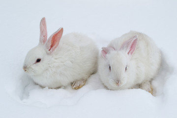 A pair of white fluffy rabbits on white winter snow