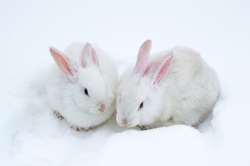 A pair of white fluffy rabbits on white winter snow