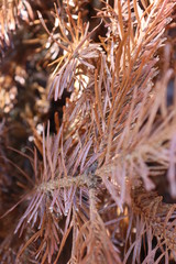 frost on grass