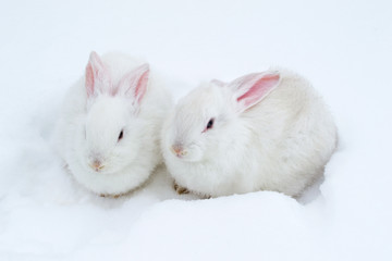 A pair of white fluffy rabbits on white winter snow © Oleh