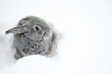 Gray fluffy rabbits on white winter snow © Oleh