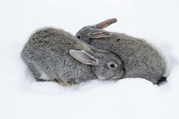 Gray fluffy rabbits on white winter snow © Oleh