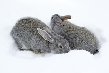 Gray fluffy rabbits on white winter snow © Oleh