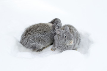 Gray fluffy rabbits on white winter snow © Oleh