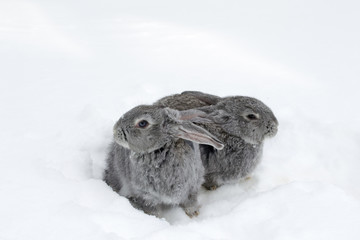 Gray fluffy rabbits on white winter snow © Oleh
