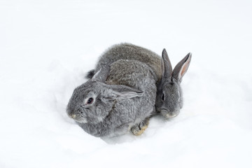 Gray fluffy rabbits on white winter snow
