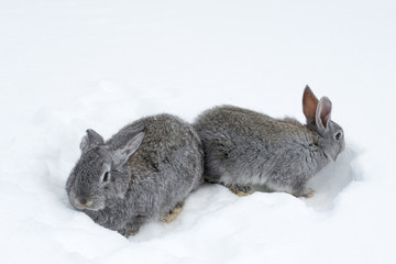 Gray fluffy rabbits on white winter snow © Oleh