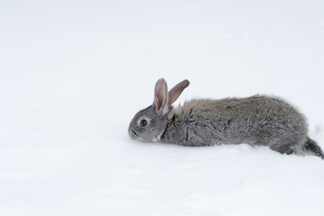 Gray fluffy rabbits on white winter snow © Oleh