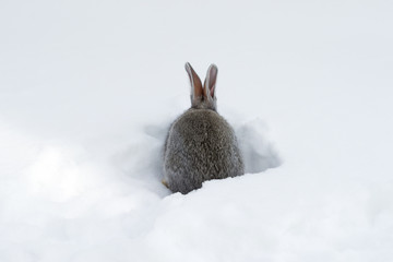 Gray fluffy rabbits on white winter snow © Oleh