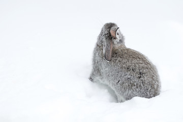 Gray fluffy rabbits on white winter snow © Oleh