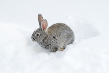 Gray fluffy rabbits on white winter snow © Oleh