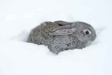 Gray fluffy rabbits on white winter snow © Oleh