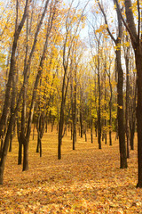 Fototapeta na wymiar Golden autumn in the forest. Autumn landscape in the setting sun background. Carpet of maple leaves