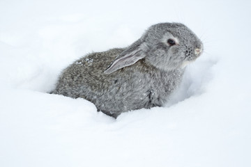 Gray fluffy rabbits on white winter snow © Oleh