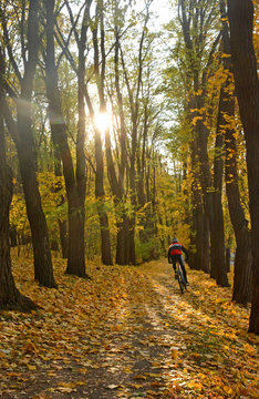 Cyclist rides in autumn forest. Golden autumn landscape in the setting sun background. Carpet of maple leaves