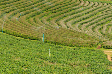 Tea plantation in Chiang Rai, north of Thailand