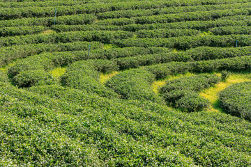 Fototapeta na wymiar Tea plantation in Chiang Rai, north of Thailand