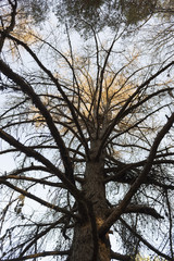 Fototapeta premium branchages