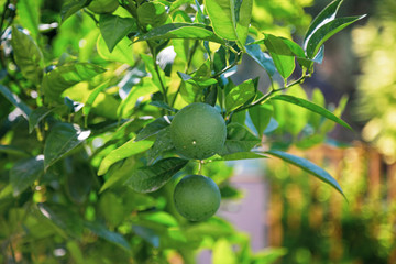 Зеленый апельсин висит на дереве с листьями в солнечных лучах