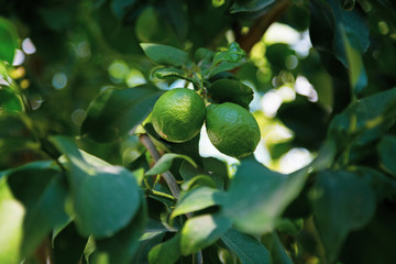 Зеленый лимон висит на дереве с листьями в солнечных лучах 