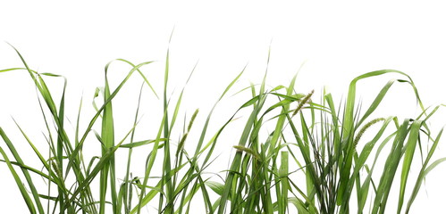 fresh green grass isolated on white background and texture, clipping path