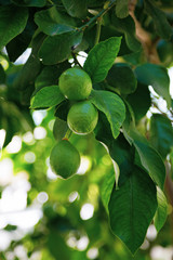 Зеленый лимон висит на дереве с листьями в солнечных лучах 