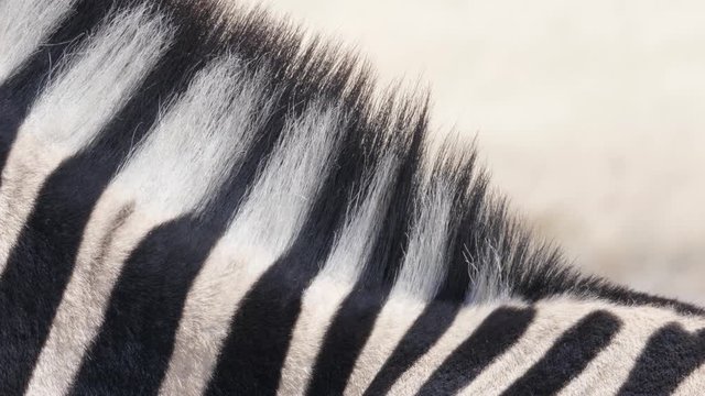 Zebra main twitching in Etosha National Park, CLOSEUP DETAIL