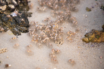 Crabs on beach