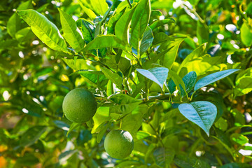 Зеленый апельсин висит на дереве с листьями в солнечных лучах