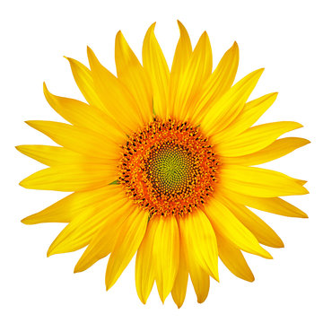 flower yellow orange sunflower, isolated on a white  background. Close-up. Element of design.