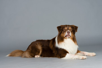 Hund Studio S&uuml;&szlig; Freisteller