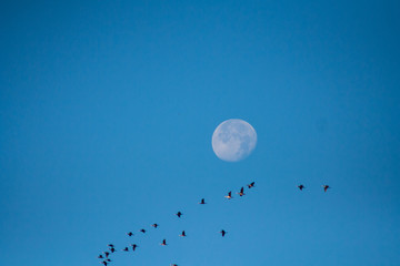 Mond mit Zugvögeln an einem Sommertag