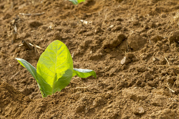 Muda de fumo plantada em propriedade rural brasileira