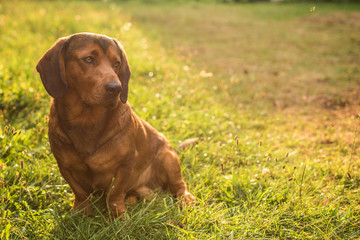 pure breed Alpine Dachsbracke dog  brown dog summer outdoor shot close up 
